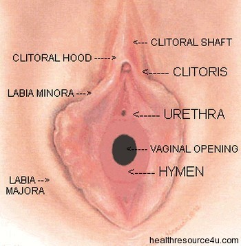 Intru în fată și erecția dispare organ genital masculin cu erecție